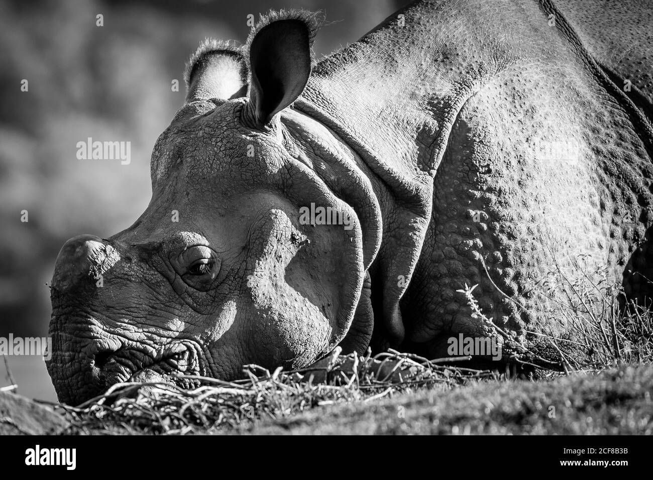 Black and white close up of a great one-horned Indian rhino (Rhinoceros unicornis) relaxing outdoors, West Midland Safari Park, UK. Stock Photo