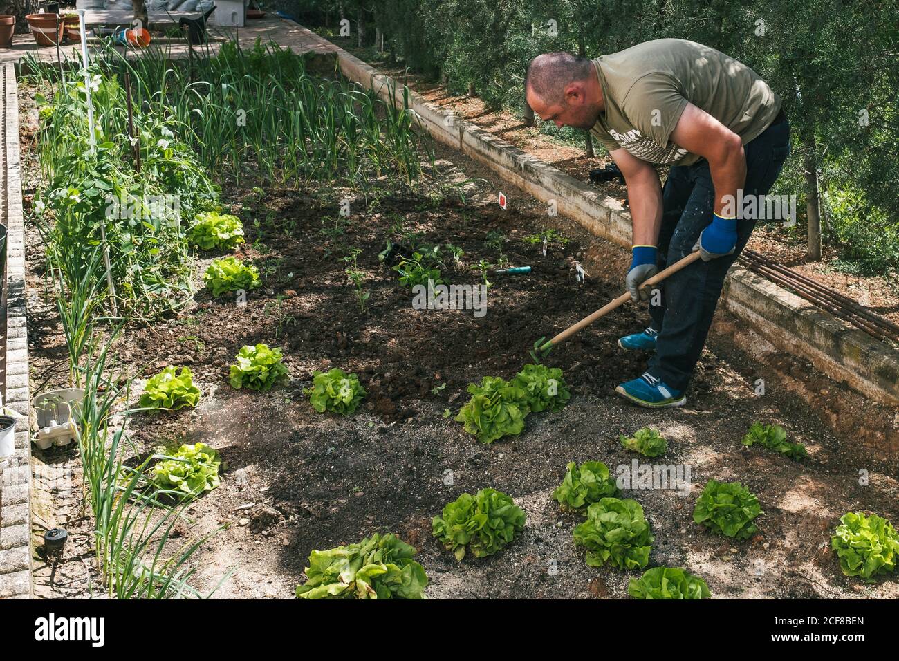 Full body side view of mature male gardener in casual wear and gloves using gardening hoe for cultivating soil around green plants while working in garden in sunny day Stock Photo