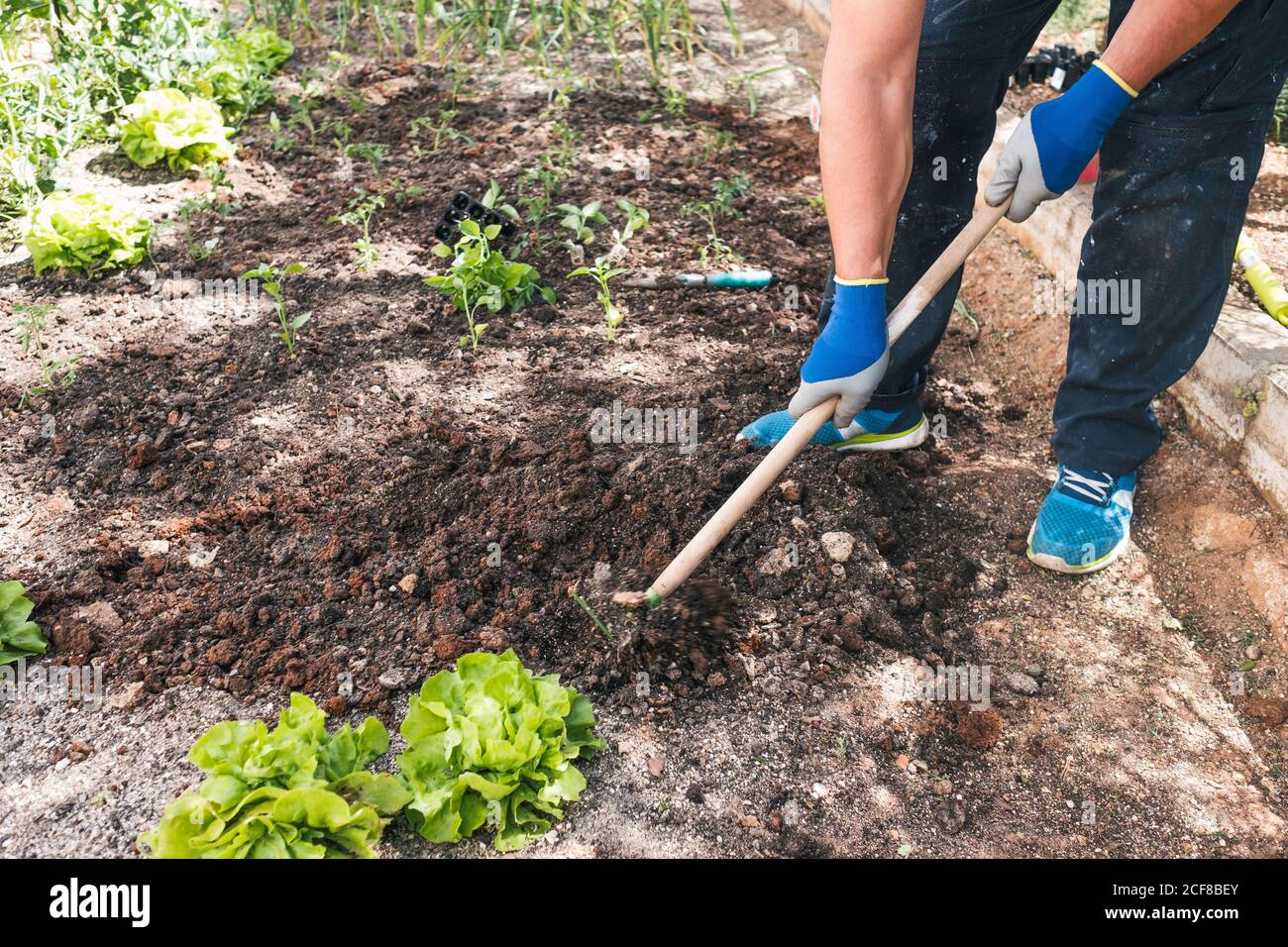 Full body side view of mature male gardener in casual wear and gloves using gardening hoe for cultivating soil around green plants while working in garden in sunny day Stock Photo