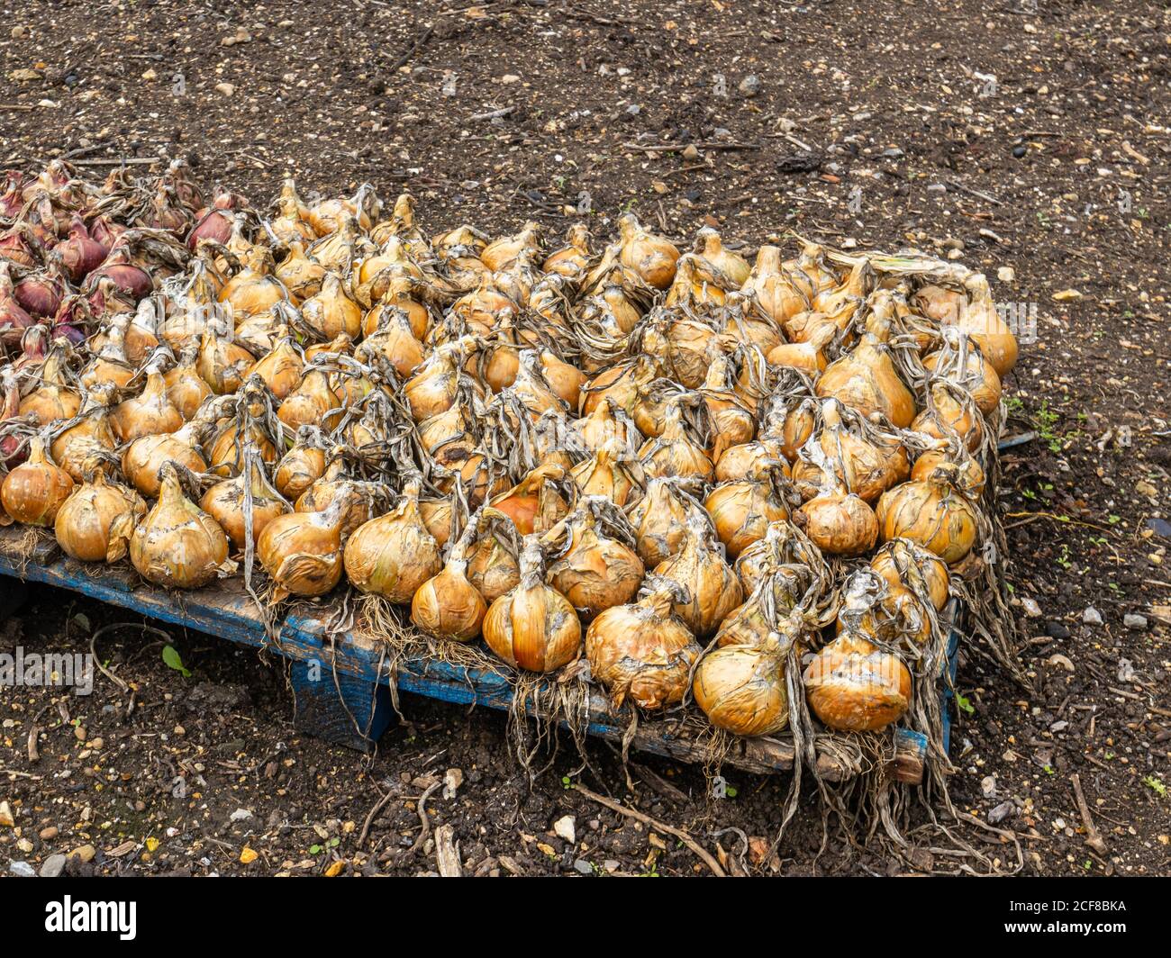 Onions growing and lifted to dry after harvesting in a kitchen garden, Hampshire, southern England in late summer / early autumn Stock Photo