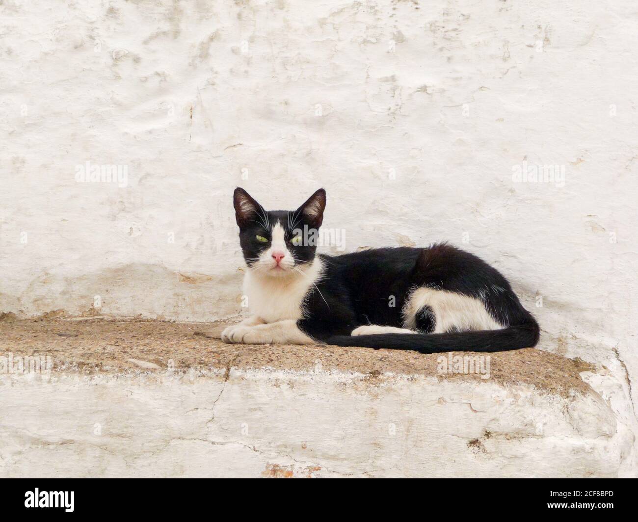 Black and white cat with green eyes sitting on a stone Stock Photo - Alamy