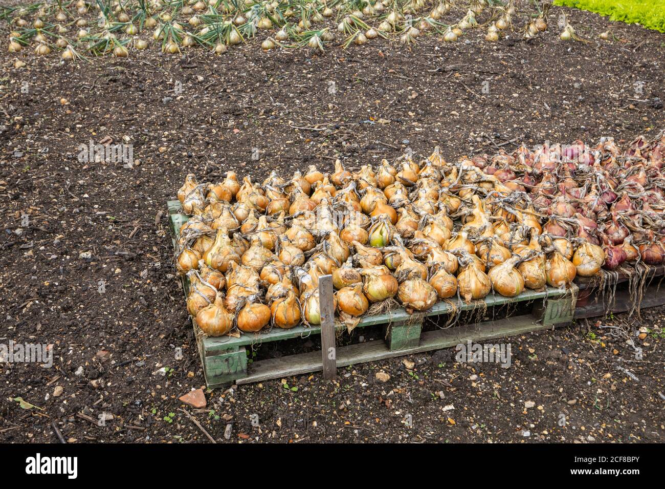 Onions growing and lifted to dry after harvesting in a kitchen garden, Hampshire, southern England in late summer / early autumn Stock Photo