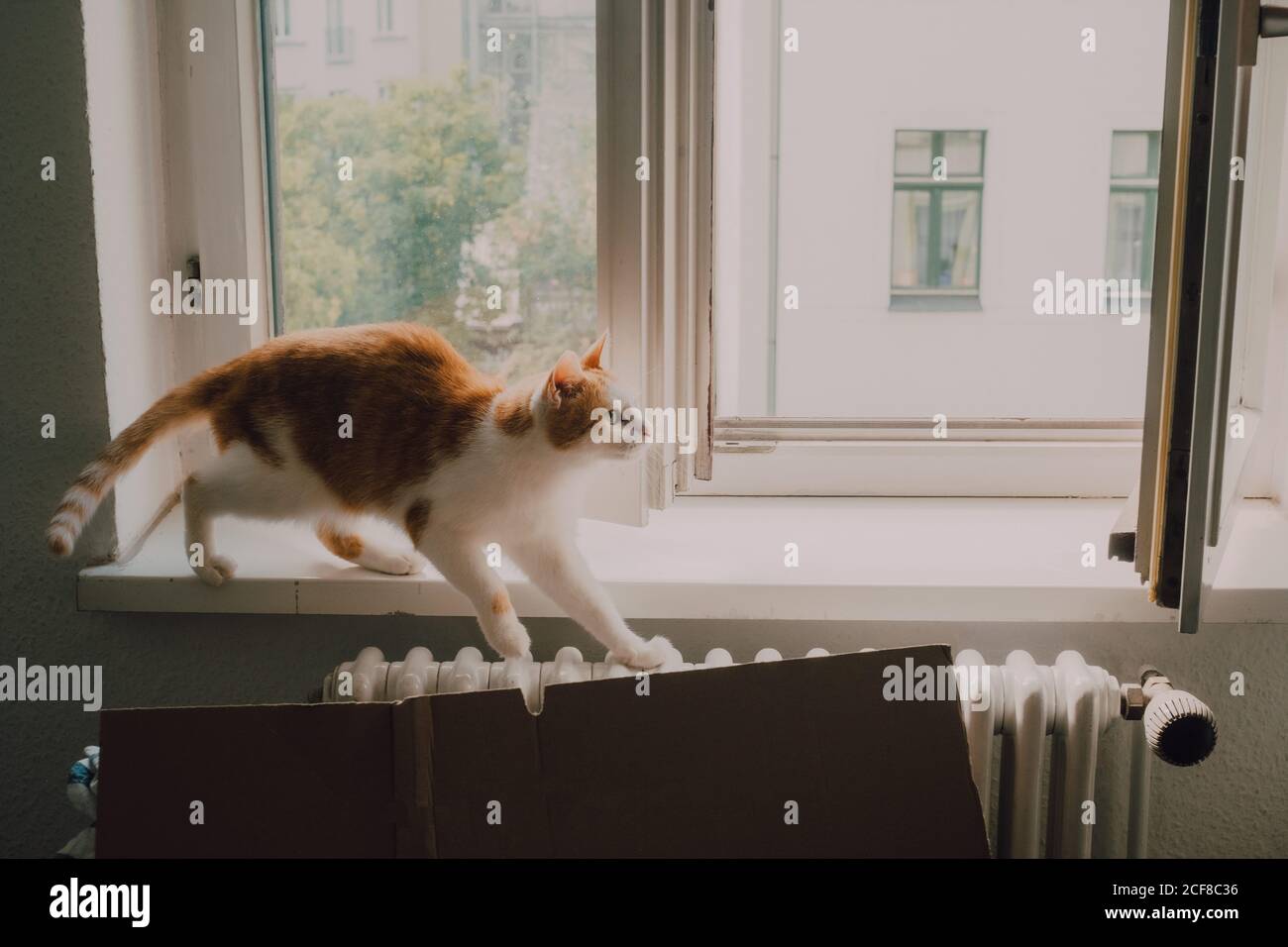 Ginger Cat Walking At Window Sill And Stretching At Home Stock Photo Alamy