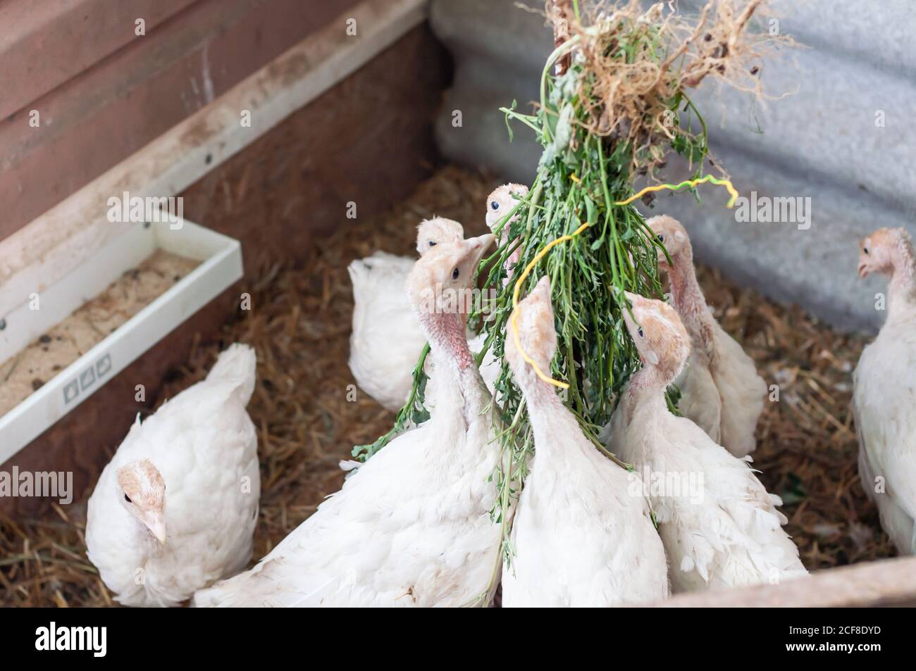 young turkeys on the farm, turkey breeding Stock Photo - Alamy