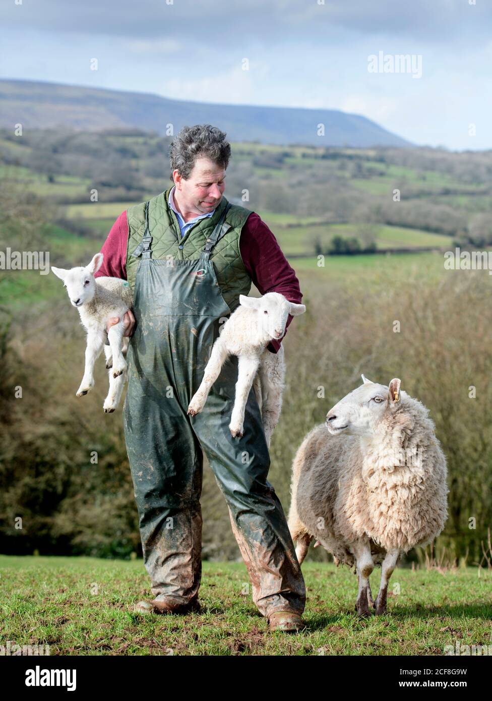 A Herefordshire sheep farmer collecting lambs near Michaelchurch Escley with the backdrop of the Welsh Black Mountains Stock Photo