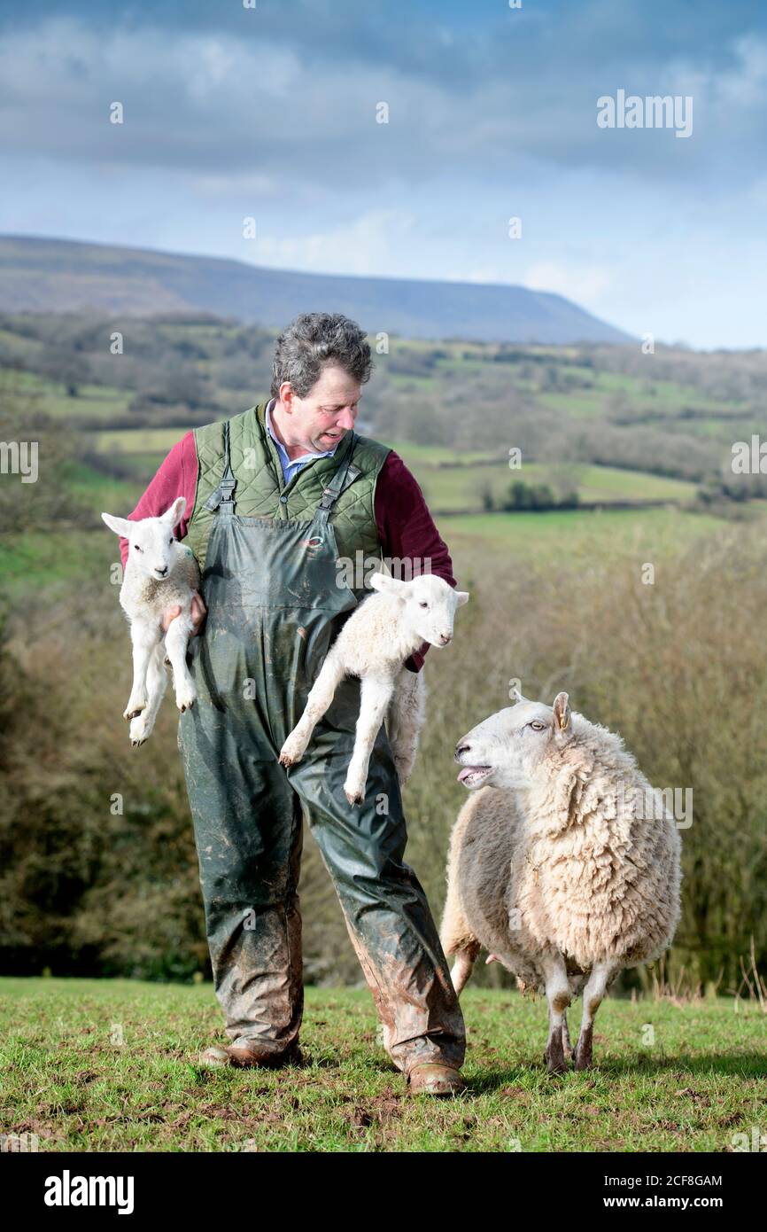 A Herefordshire sheep farmer collecting lambs near Michaelchurch Escley with the backdrop of the Welsh Black Mountains Stock Photo