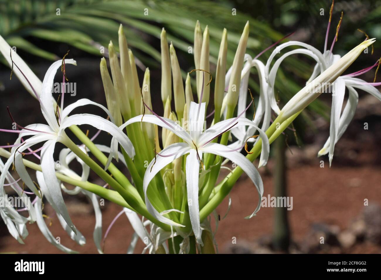 Hakenlilie crinum asiaticum Stock Photo