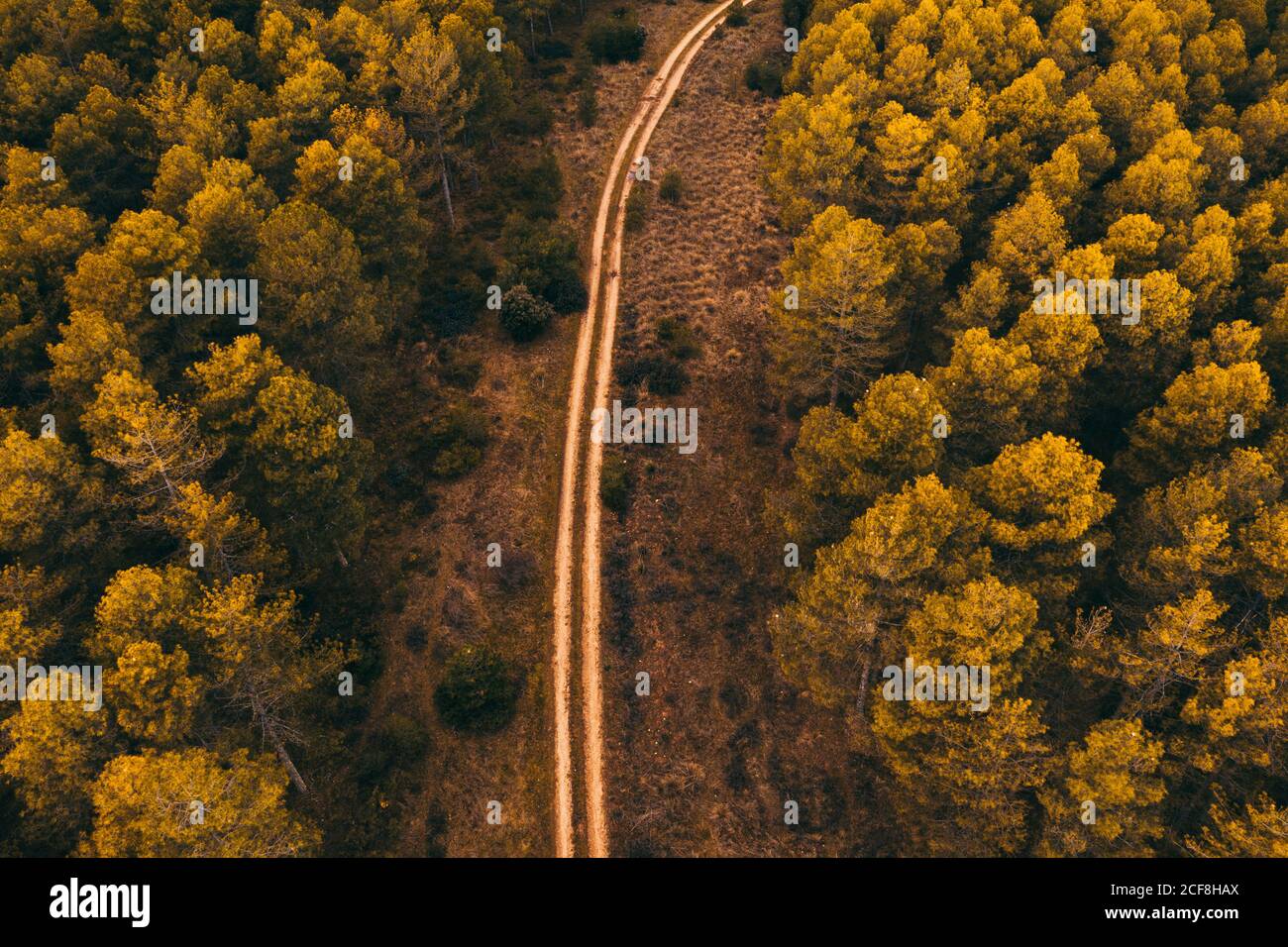 Motorway through the forest hi-res stock photography and images - Alamy