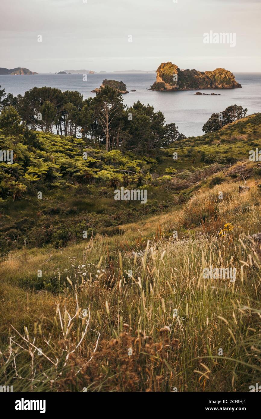 Green field overgrown trees hi-res stock photography and images - Alamy