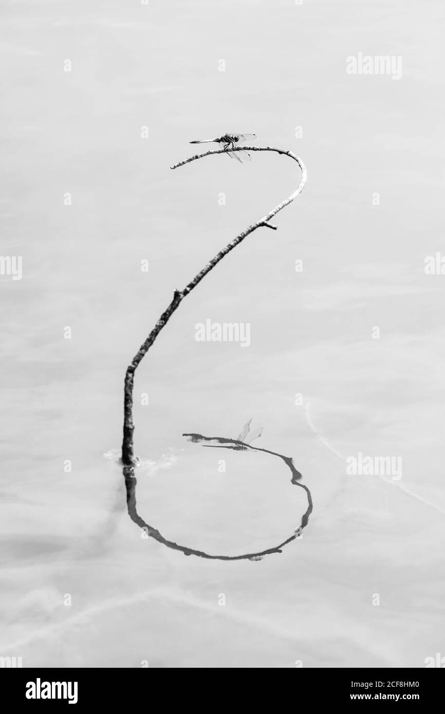 Dragonfly, Insectos, Arthropodos, Fauna Stock Photo