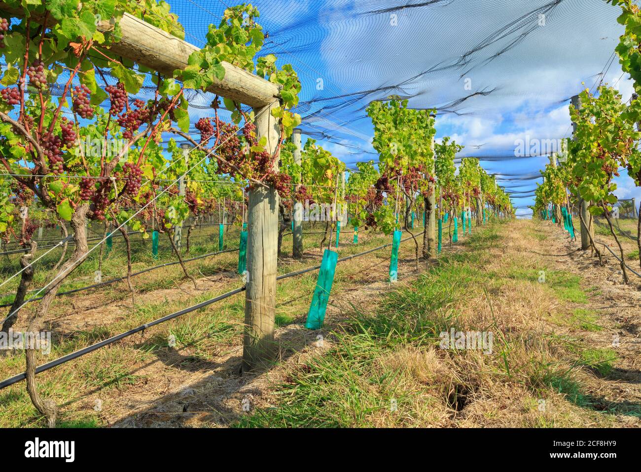 Red winemaking grapes ripening on trellises under bird netting