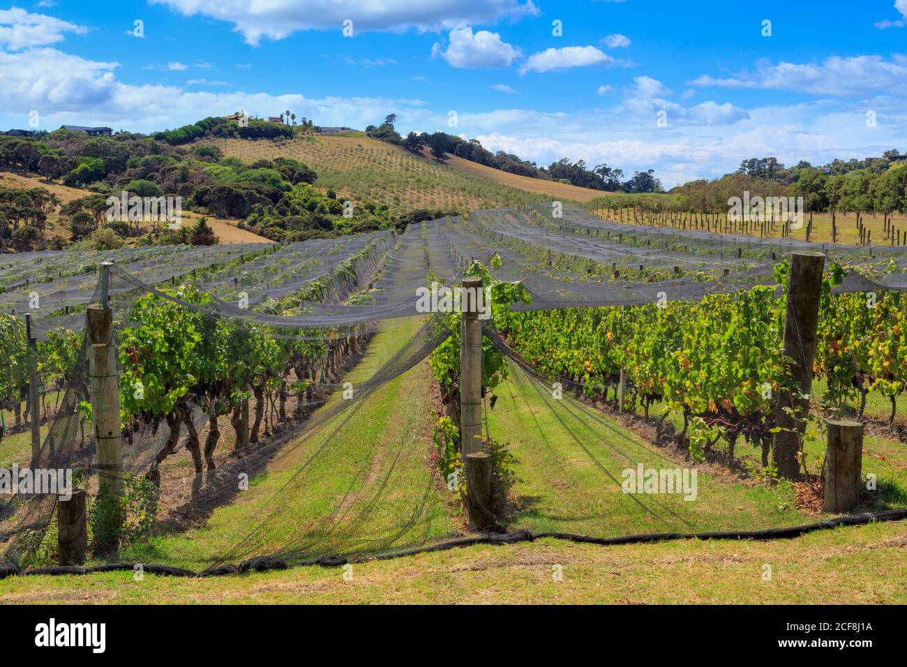 A vineyard on Waiheke Island, New Zealand. Red winemaking grapes ripen