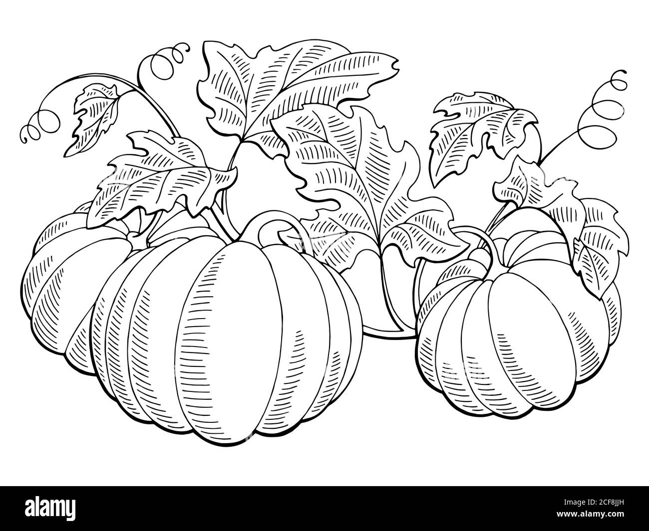 Pumpkin plant Cut Out Stock Images & Pictures - Alamy Pumpkin plant Cut Out Stock Images & Pictures - Alamy