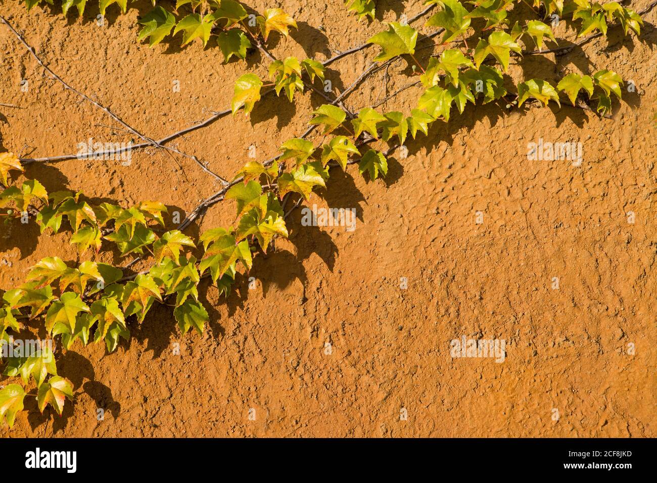 Climbing plant on the old rusty wall. Vintage style Stock Photo - Alamy