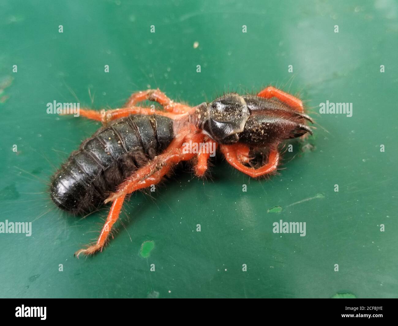 A picture of black ant with blur background Stock Photo
