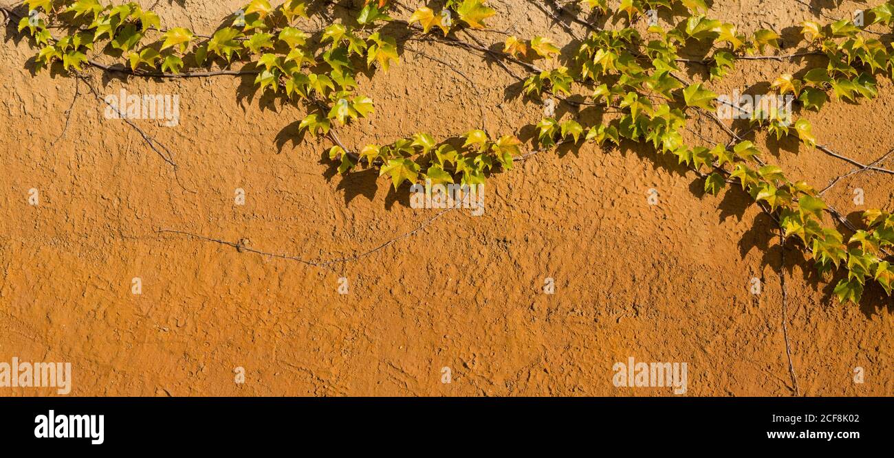 Green leaf ivy plant over grunge wall background - horizontal banner Stock Photo