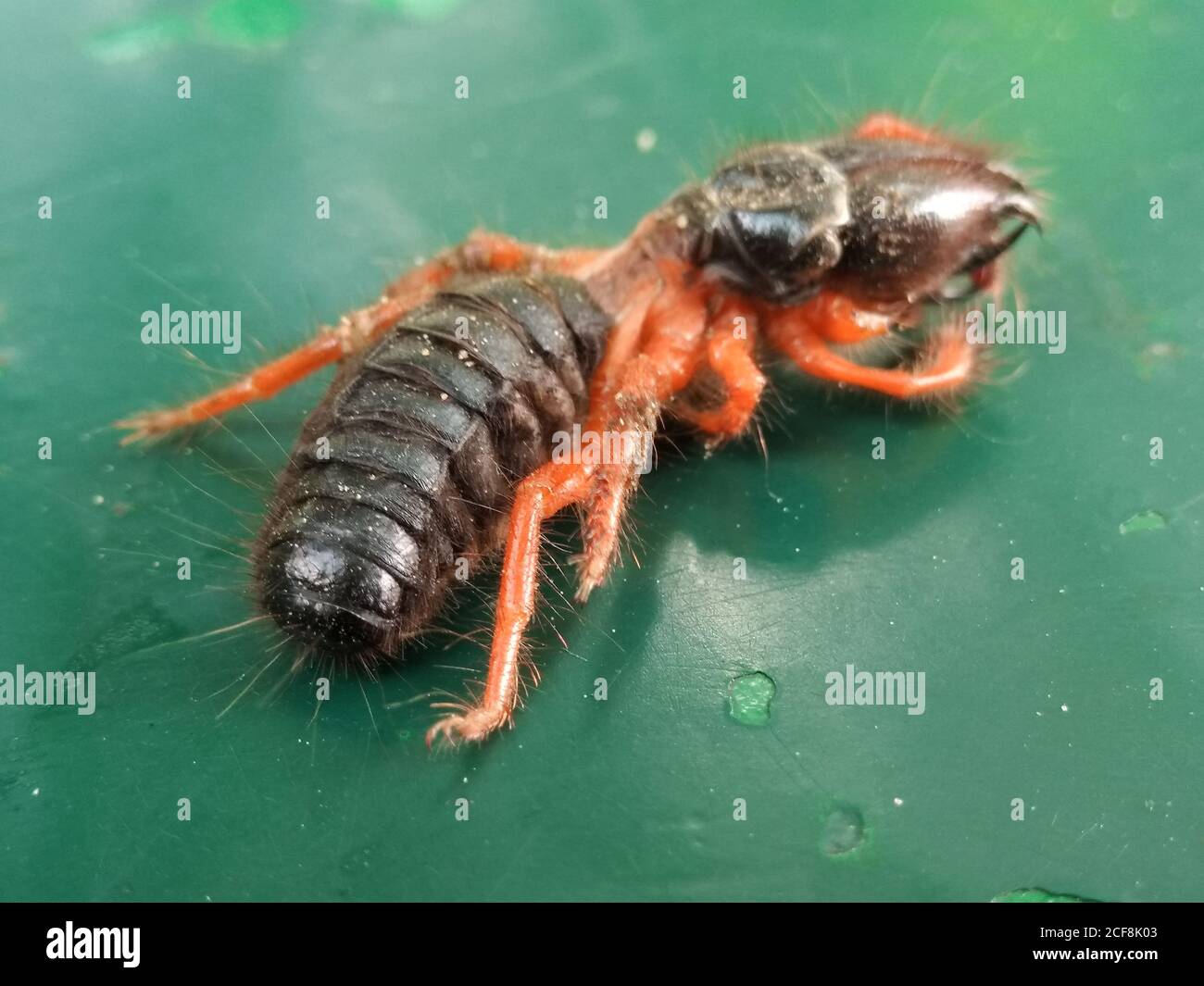 A picture of black ant with blur background Stock Photo