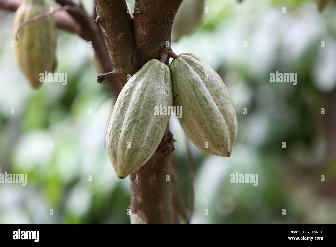 Paniyan Tribe Cocoa Fruit On Tree Chulliyod Village Vannathara Colony Kerala India This Tropical Fruit Is Still The Source Of All Chocolate And Stock Photo Alamy