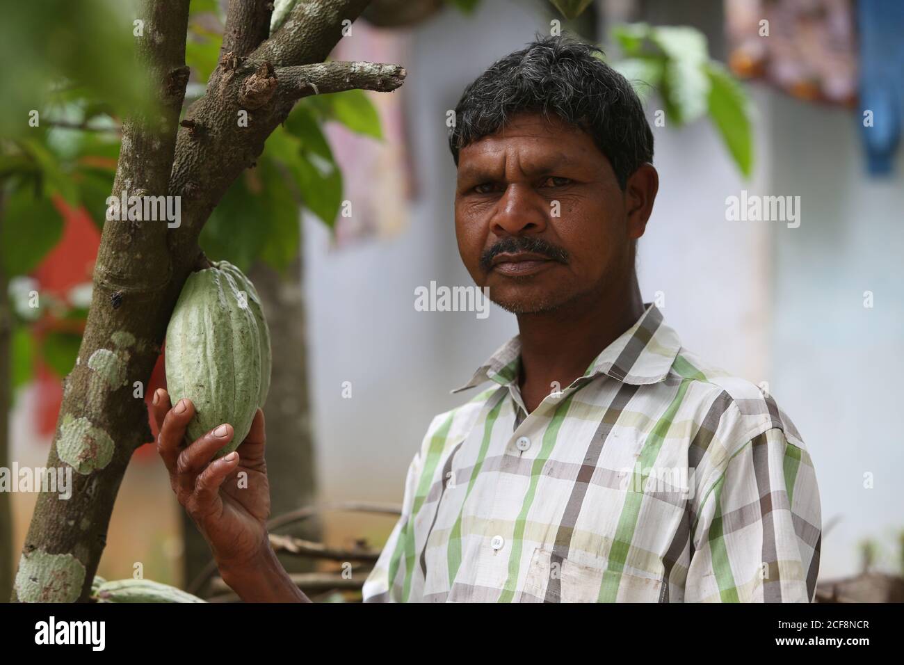 PANIYAN TRIBE, Man holding Cocoa Fruit, Chulliyod Village, Vannathara
