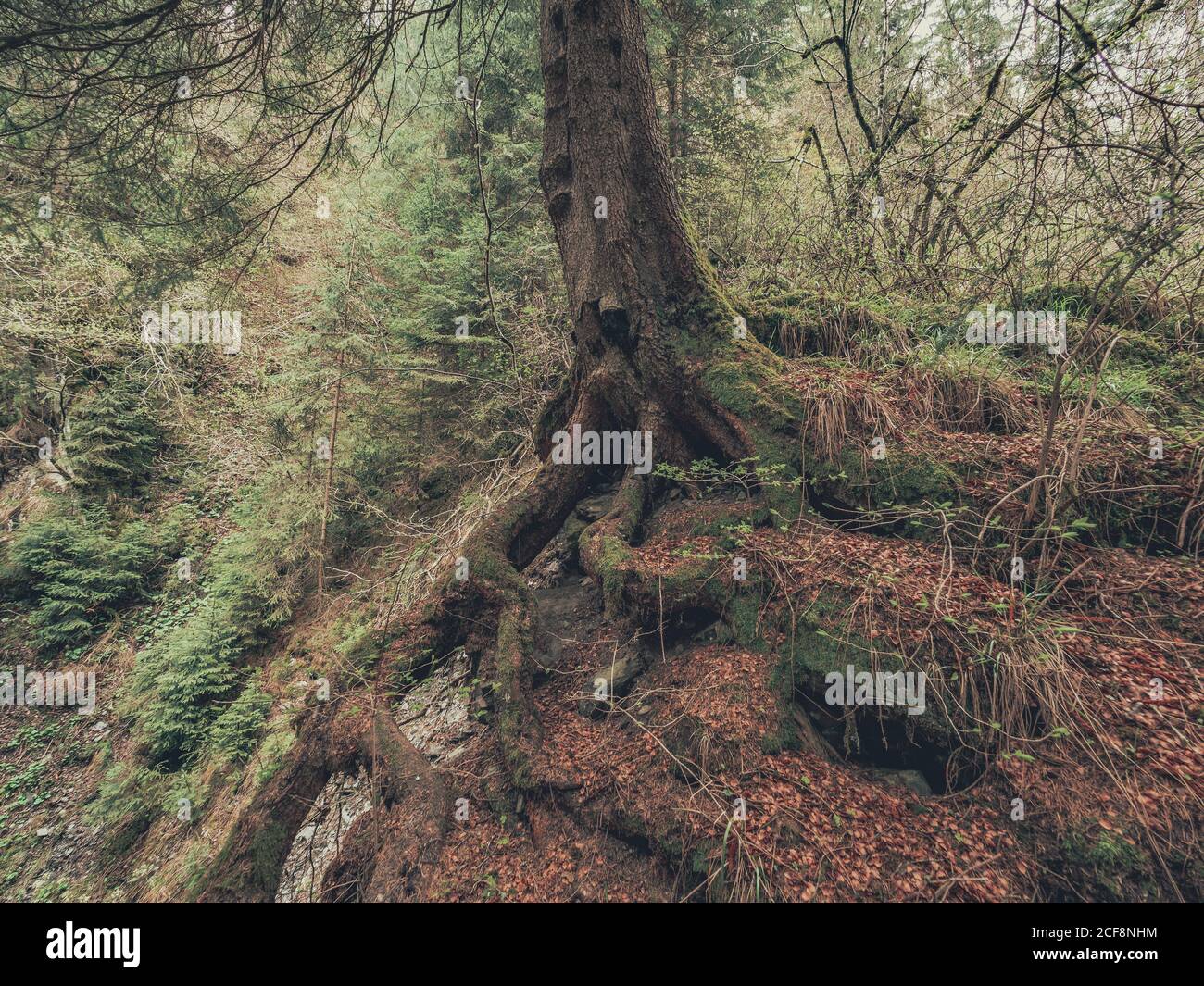 Alpine Forests Roots Strong roots of old tree growing in wild terrain of Dolomites, Italy ...
