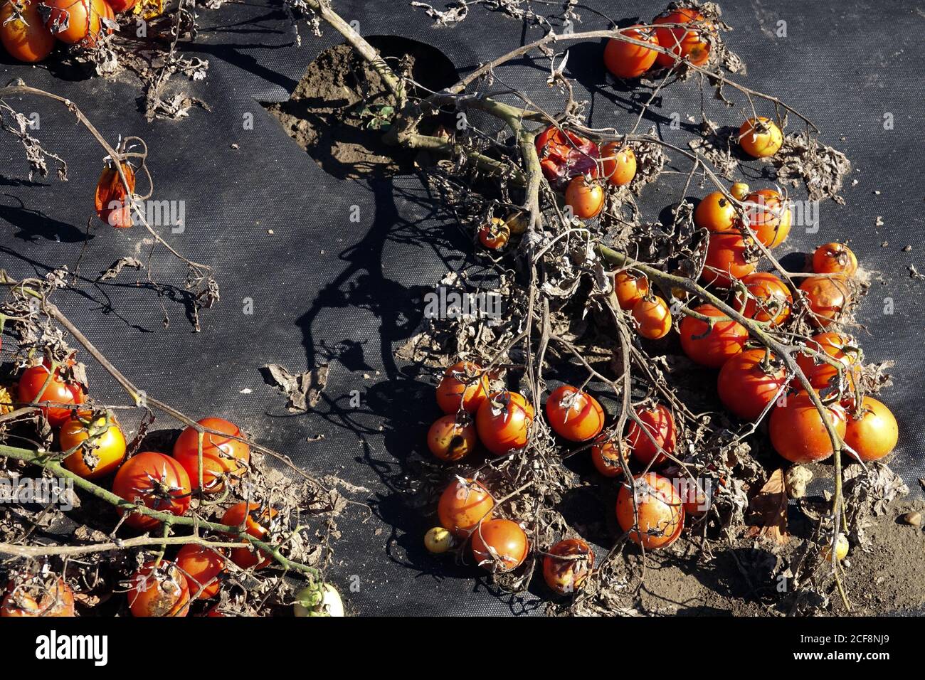 Plastic mulch, mulching plants, benefits - suspended weeds, water retention, and soil microclimate, generally easier maintenance, ripening tomatoes Stock Photo