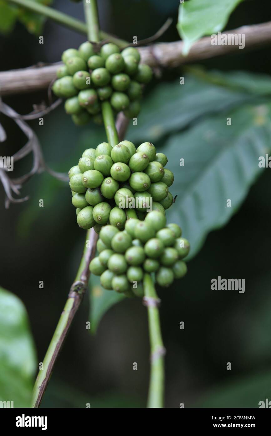 PANIYAN TRIBE, Coffee Plant at Chulliyod Village, Vannathara Colony, Kerala, India Stock Photo