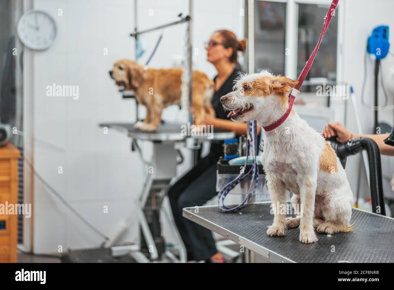 dog grooming table leash