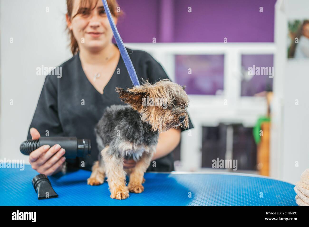 Adorable Yorkshire Terrier sitting on grooming table near blurred Woman drying fur after washing Stock Photo