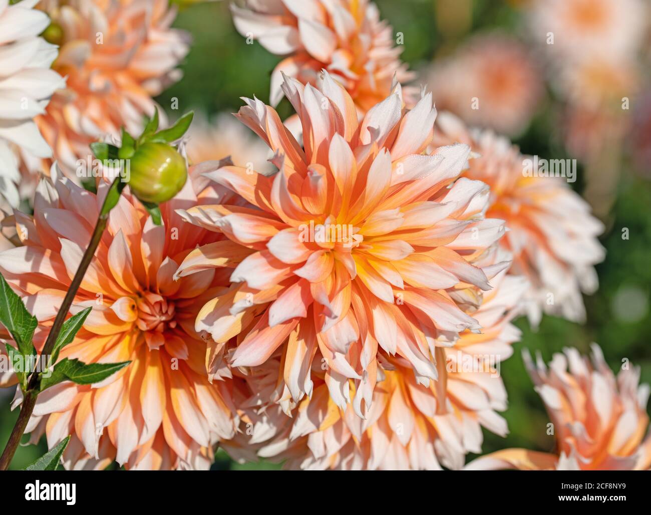 Blooming dahlias in the garden Stock Photo