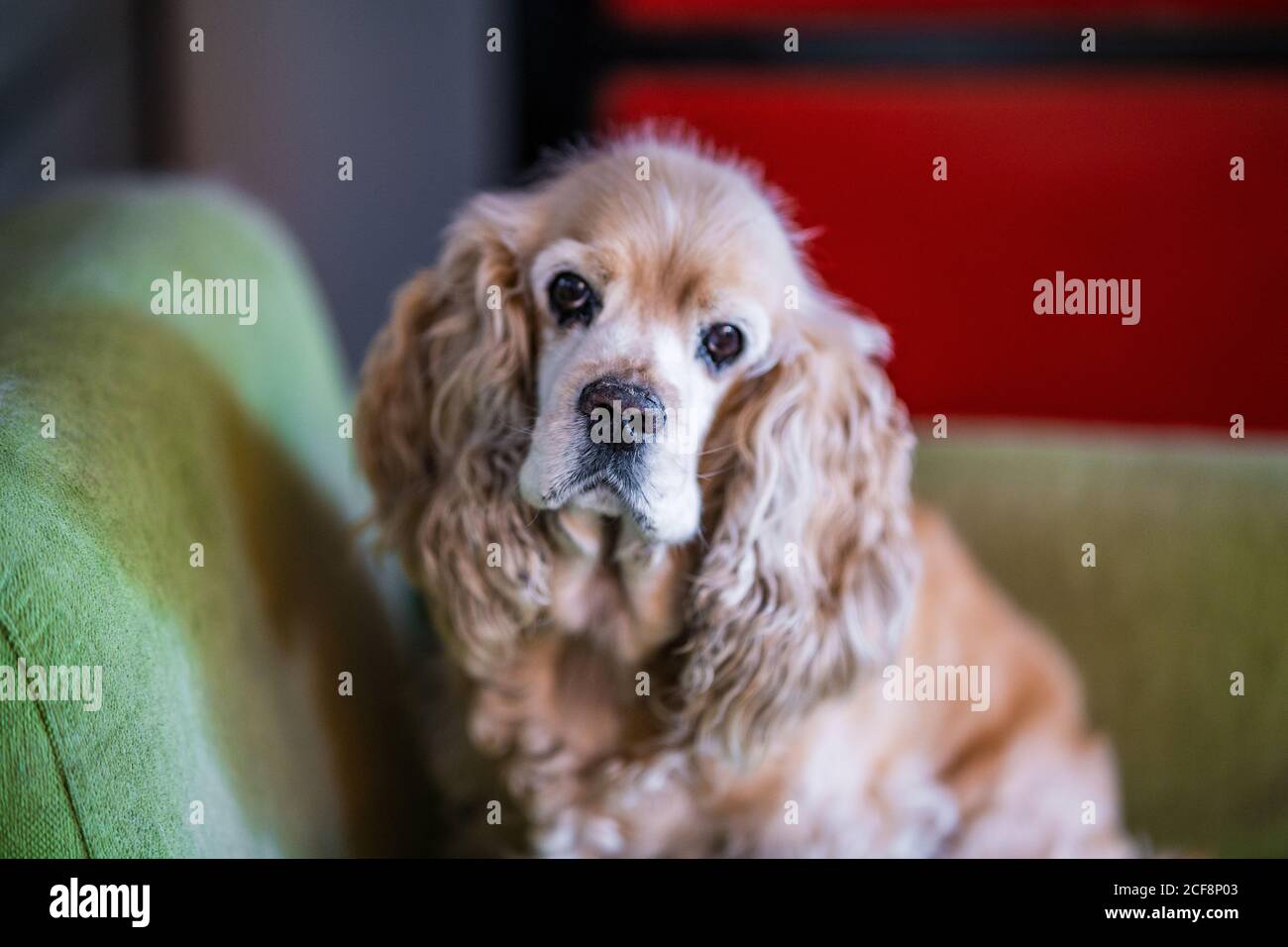 Cute tranquil Cocker Spaniel dog sitting on sofa and looking at camera while resting in cozy room Stock Photo