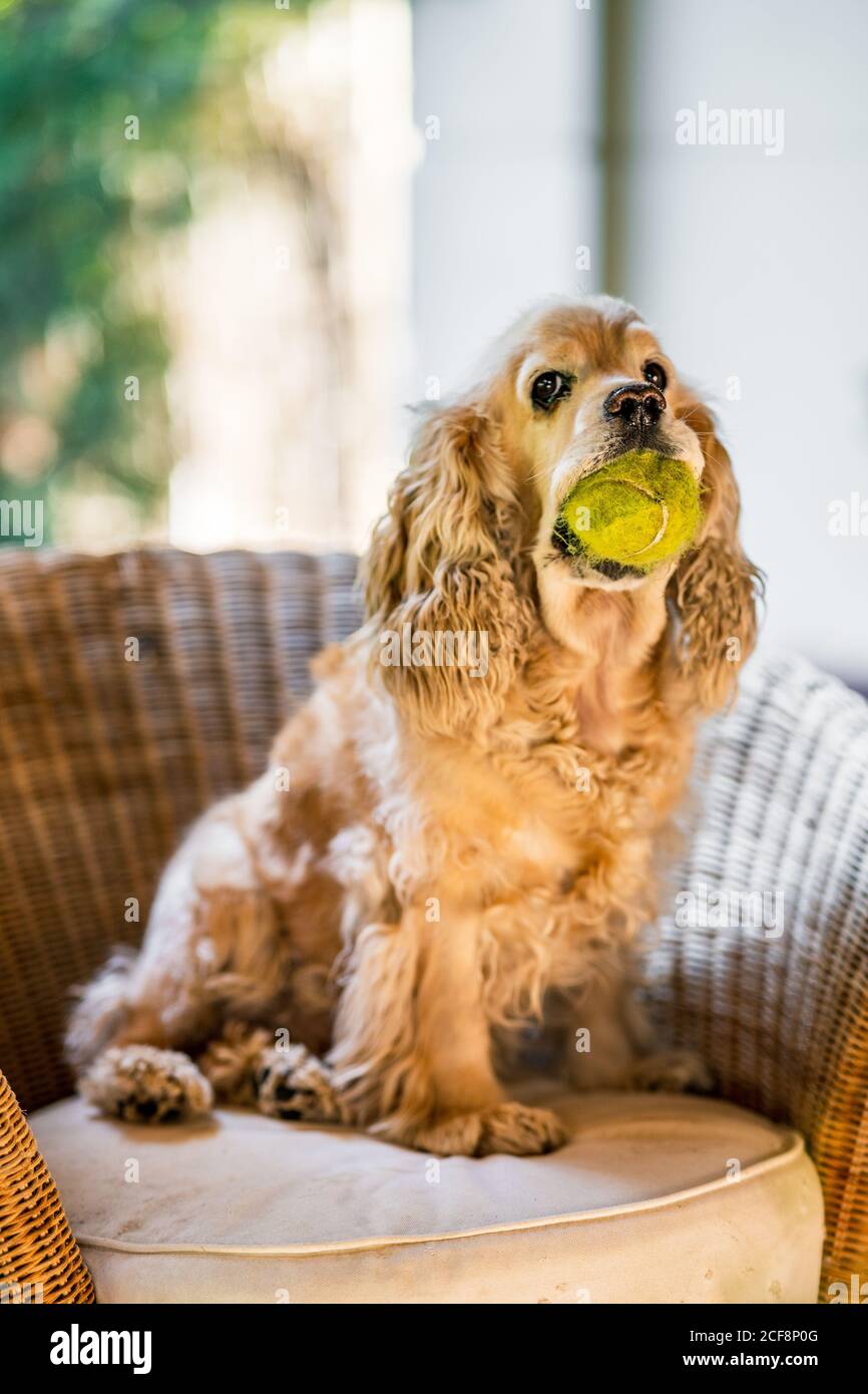 Funny cocker deals spaniel pictures