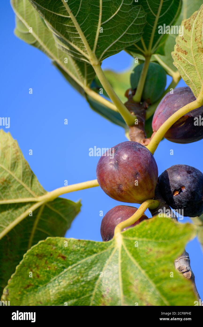 Sweet fig fruits ripening on big tree in summer close up Stock Photo
