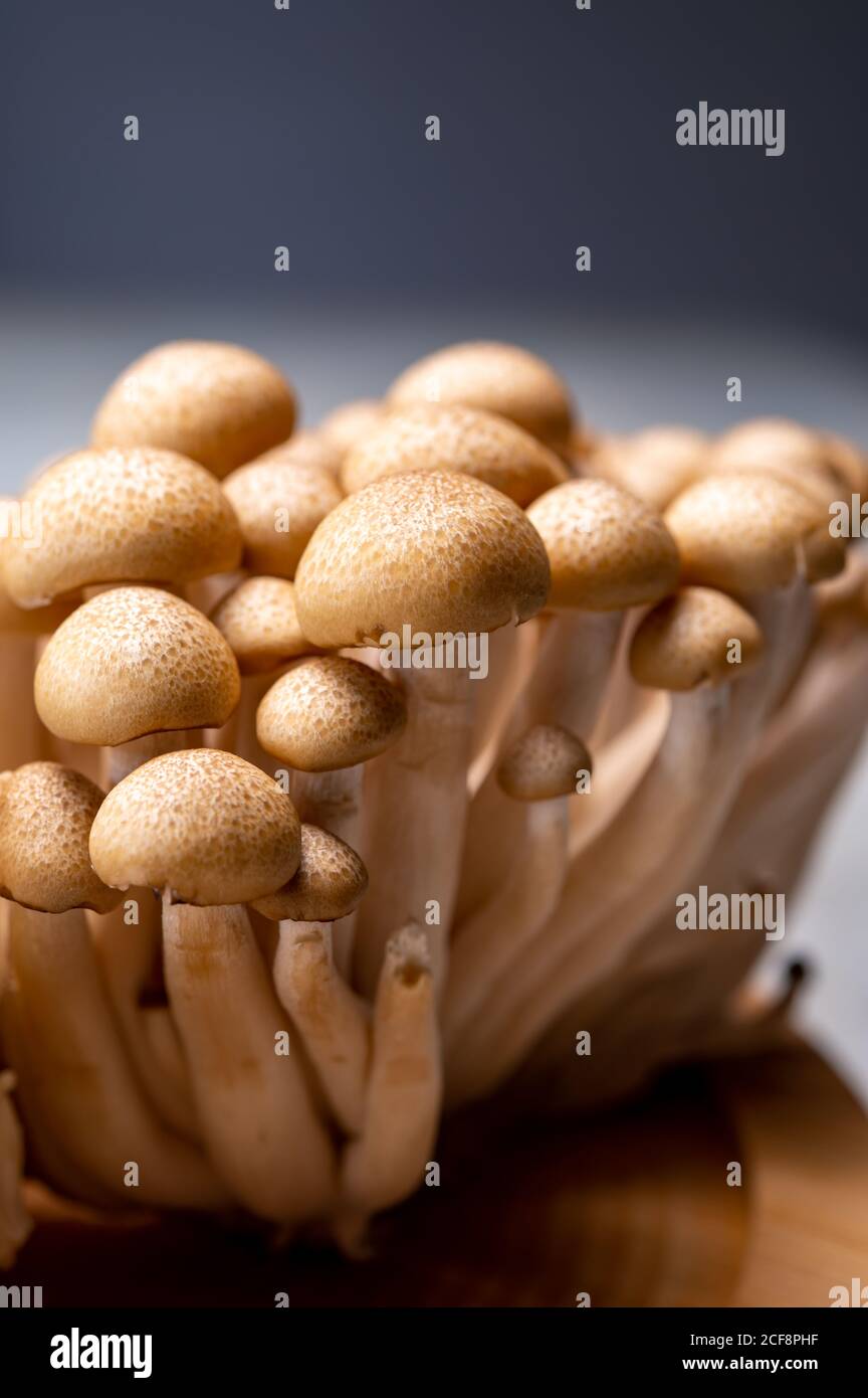 Fresh uncooked buna brown shimeji edible mushrooms from Asia, rich in