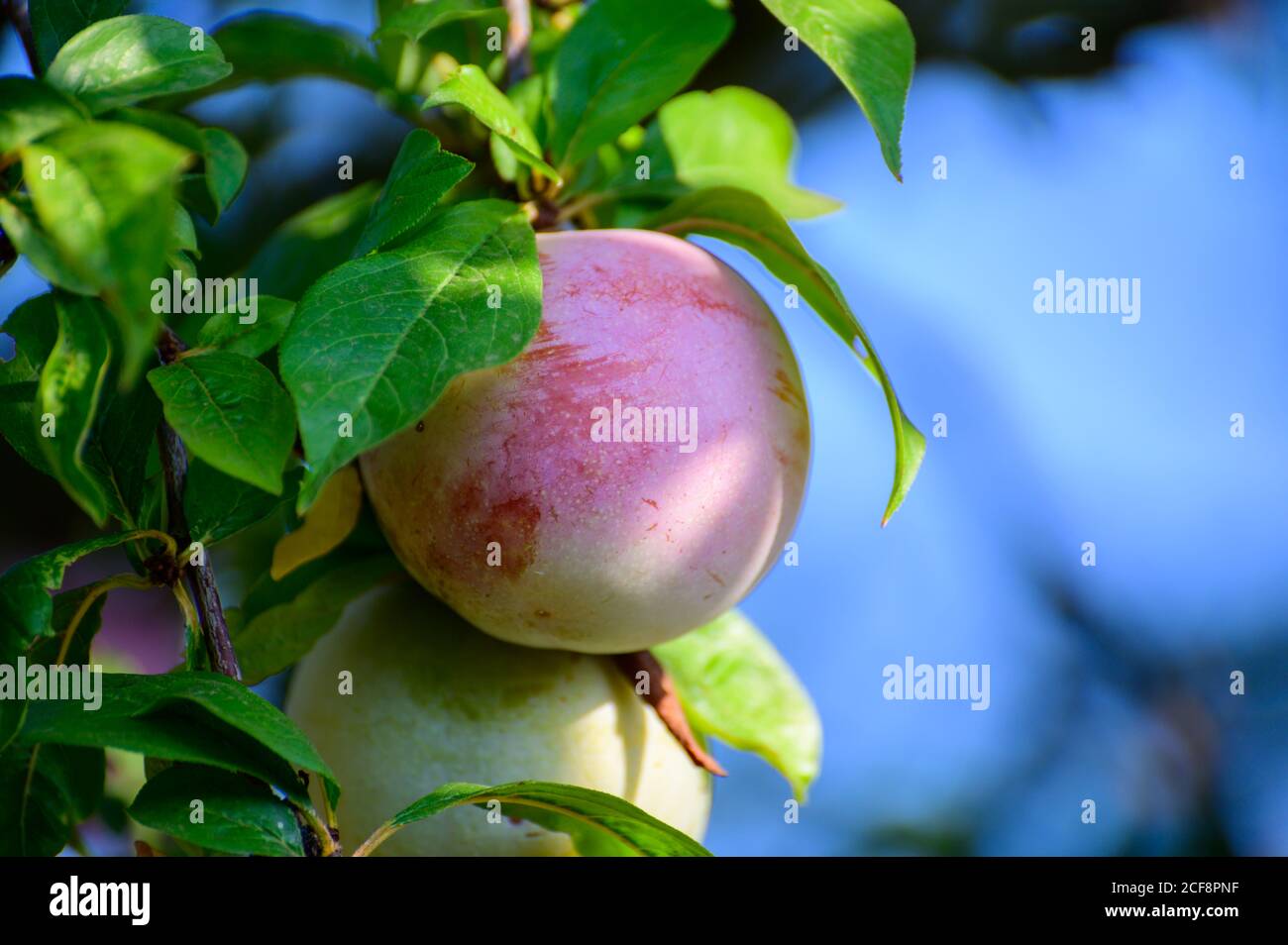 Plum fruits ripening on tree in orchard in Italy Stock Photo Alamy