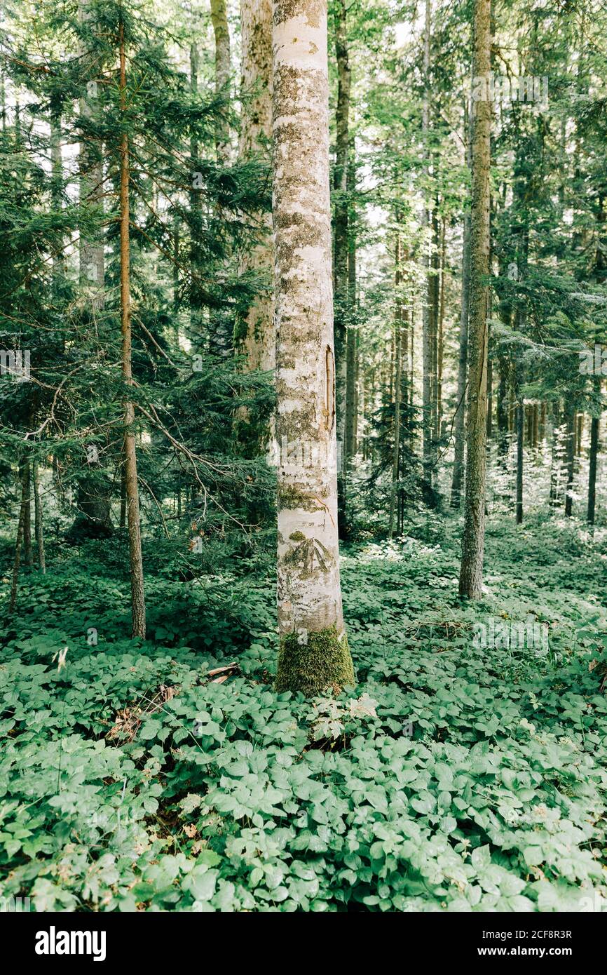 Forest ecosystem hi-res stock photography and images - Alamy