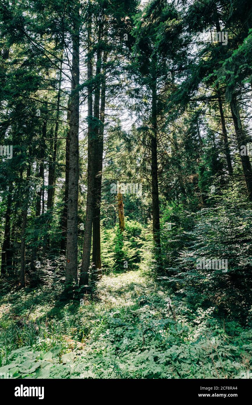 Wilderness forest hi-res stock photography and images - Alamy