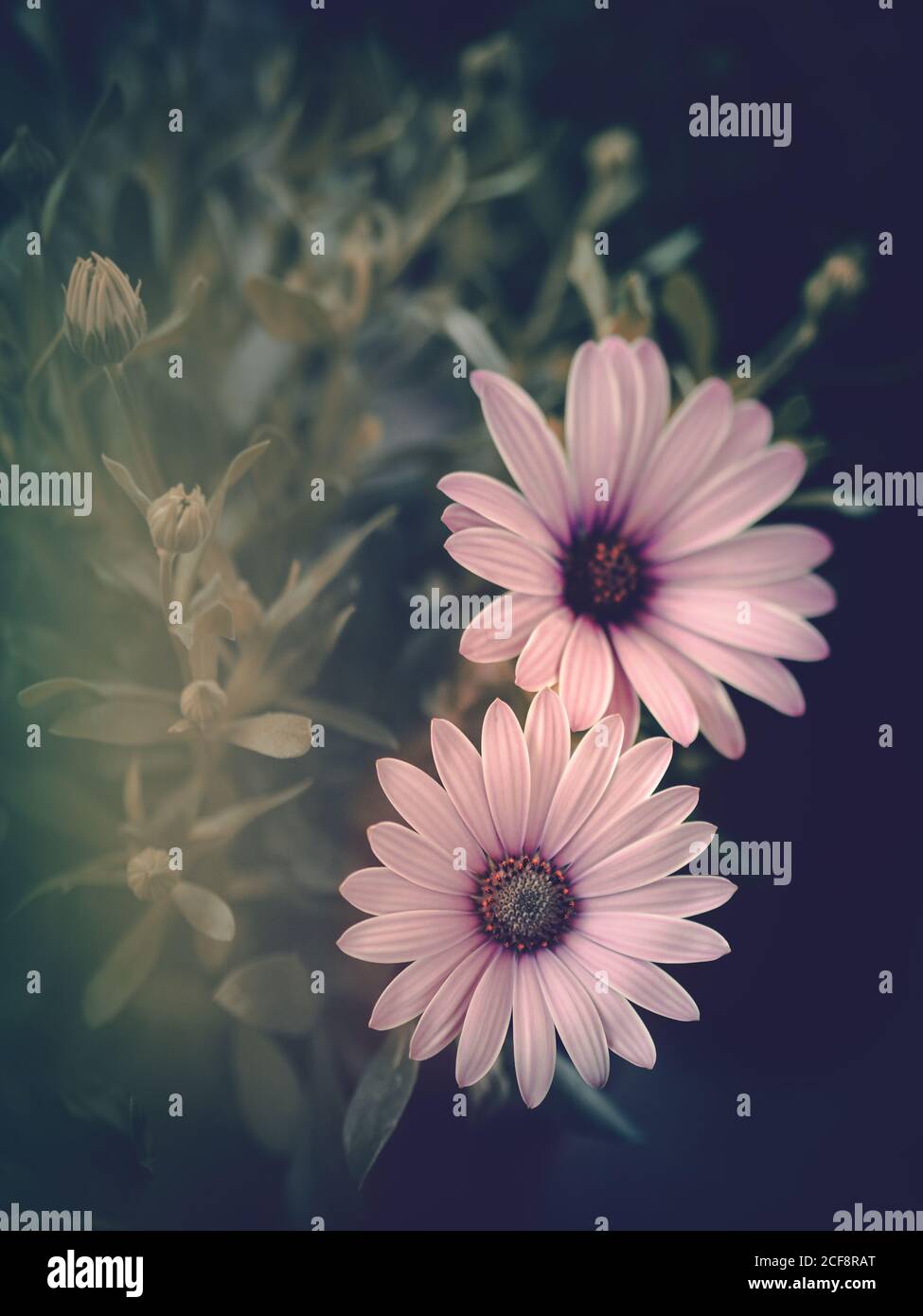 From above houseplant blooming with cute pink flowers against black background Stock Photo