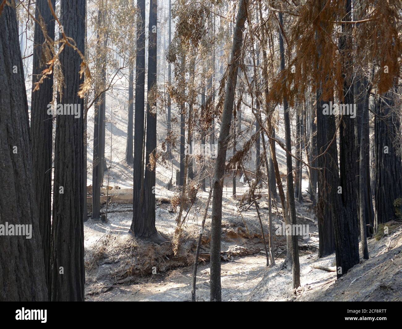 Healdsburg, USA. 31st Aug, 2020. Charred remains of a forest along the