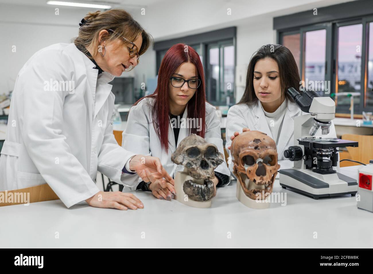 Scientists examining skull in lab Stock Photo