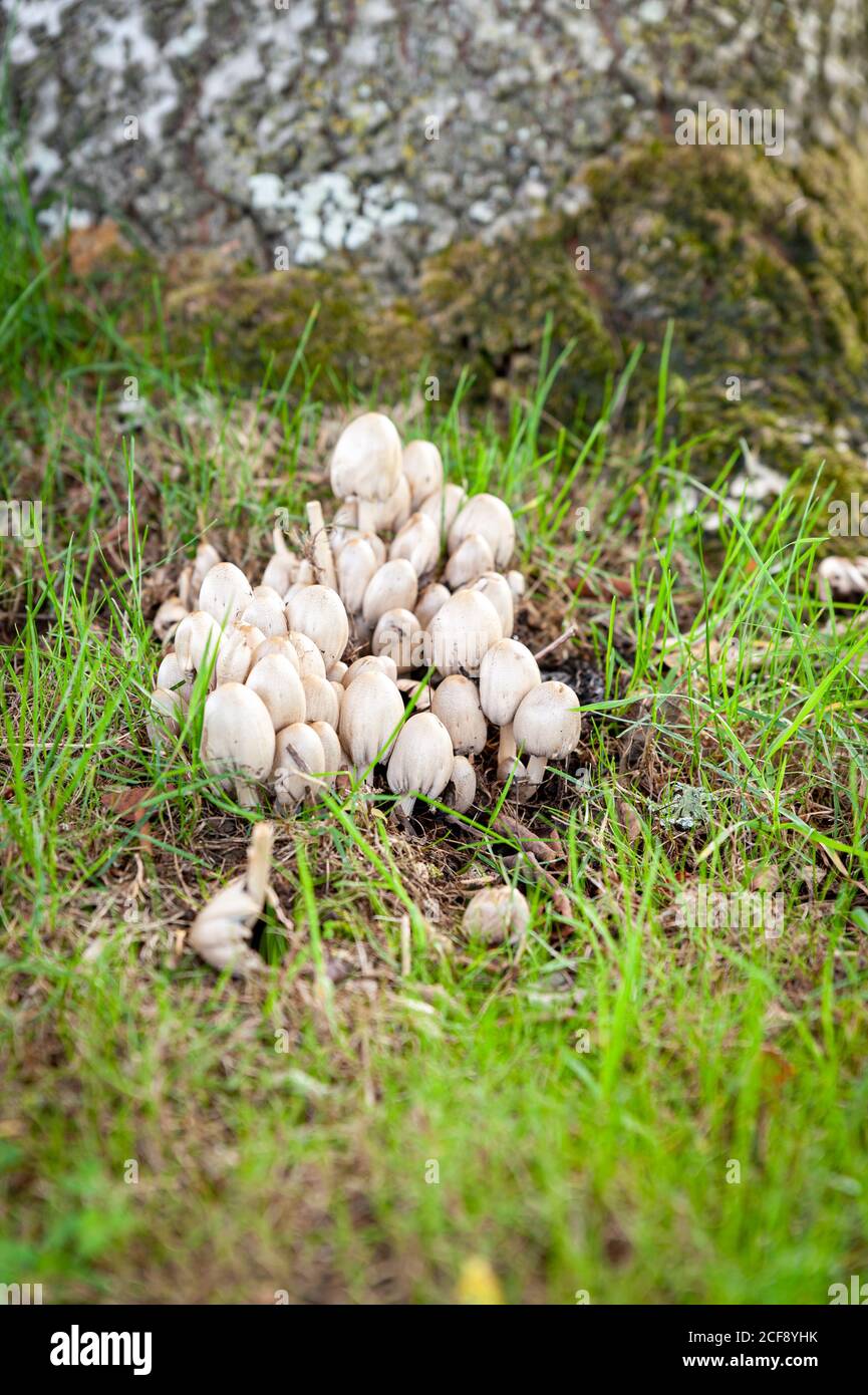 White capped wild Egghead Mottlegill (Panaeolus semiovatus) mushrooms on woodland floor. Wild forest fungi growing next to tree. Stock Photo