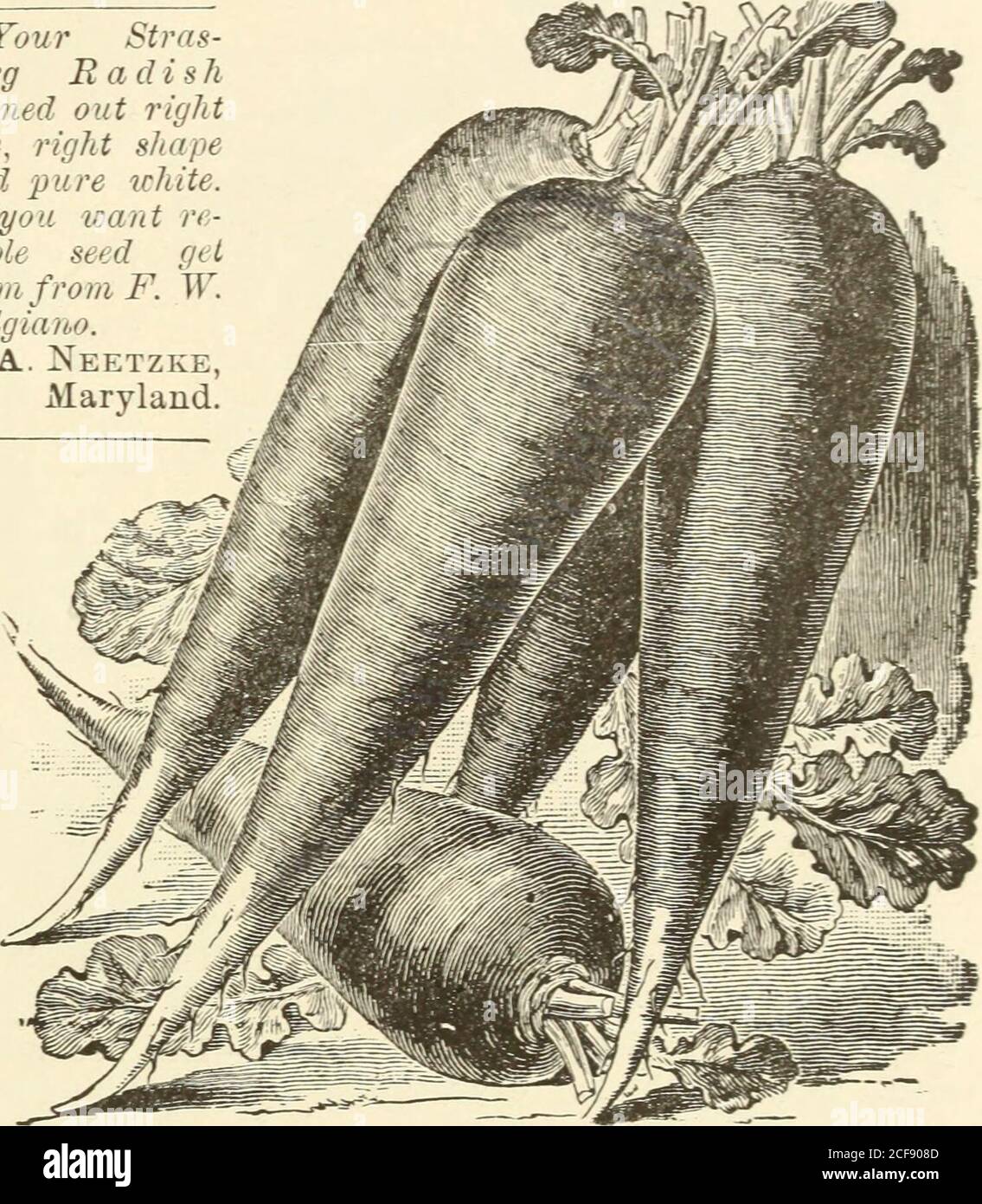 . Bolgiano's 1902 catalogue : tested seeds for the garden and farm. A. NEW GLASS RADISH. New Glass Radish.—Quick growth, small top, bright color —The best forcing radish. This billliant uniform radish is not solarge as the Long Scarlet Radish, but is similar in form, and holds itssize without losing its nice proportions. It is slow to run to seed.Market gardeners find it satisfies the market demand, and sellsbetter than other long radishes—Packet, 5c. Ounce 10c. Pound,15c. Pound, 25c. Pound, 40c. Plant at once and see what agood radish it is. For sale only in our own sealed packages. ?r==& Stock Photo