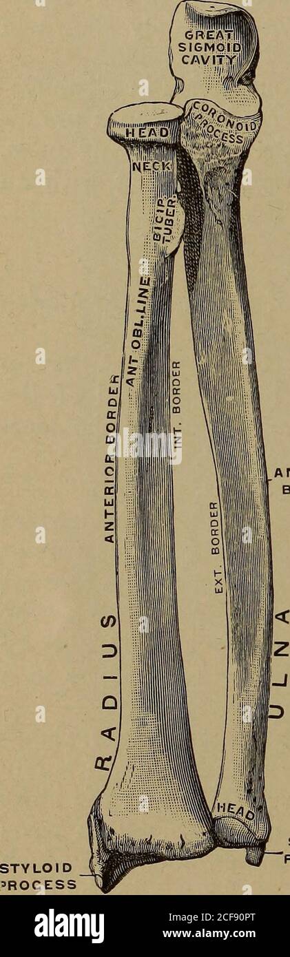 Applied anatomy and kinesiology. erus lengthwise. Both partsact to flex the  elbow, the power arm being somewhat over an inchin length and the angle  variable from 15 to 20 degrees in