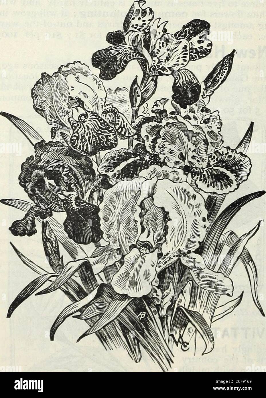 . Our new guide to rose culture : 1891. PHLOX, STAR OF LYON. 20 CTS.. A GROUP OF GERMAN IRIS. Qerman Jris. We have a fine collection of German Iris.They are a splendid class of hardy Perennials, need-ing no protection in Winter and unsurpassed for thelawn or shrubbery borders. The clumps growrapidly and present a neat, cheerful and brightappearance. Our illustration shows the flowers,which are of superb beauty; the fragrance is de-lightful—a rich spicy odor, and adds much to theattractiveness of these handsome plants.Atroviolacea. — Large bold flowers, brilliantreddish purple, with light yello Stock Photo