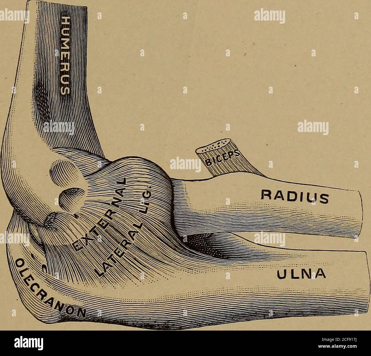 Elbow flexion and extension hires stock photography and images Alamy