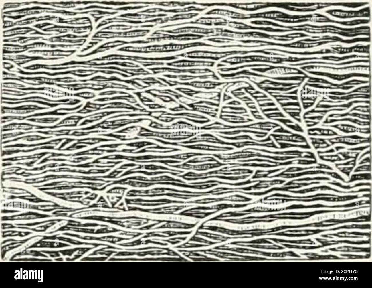. The microscope and its revelations. FIG. 795.—Capillary networkaround ... Biology Diagrams