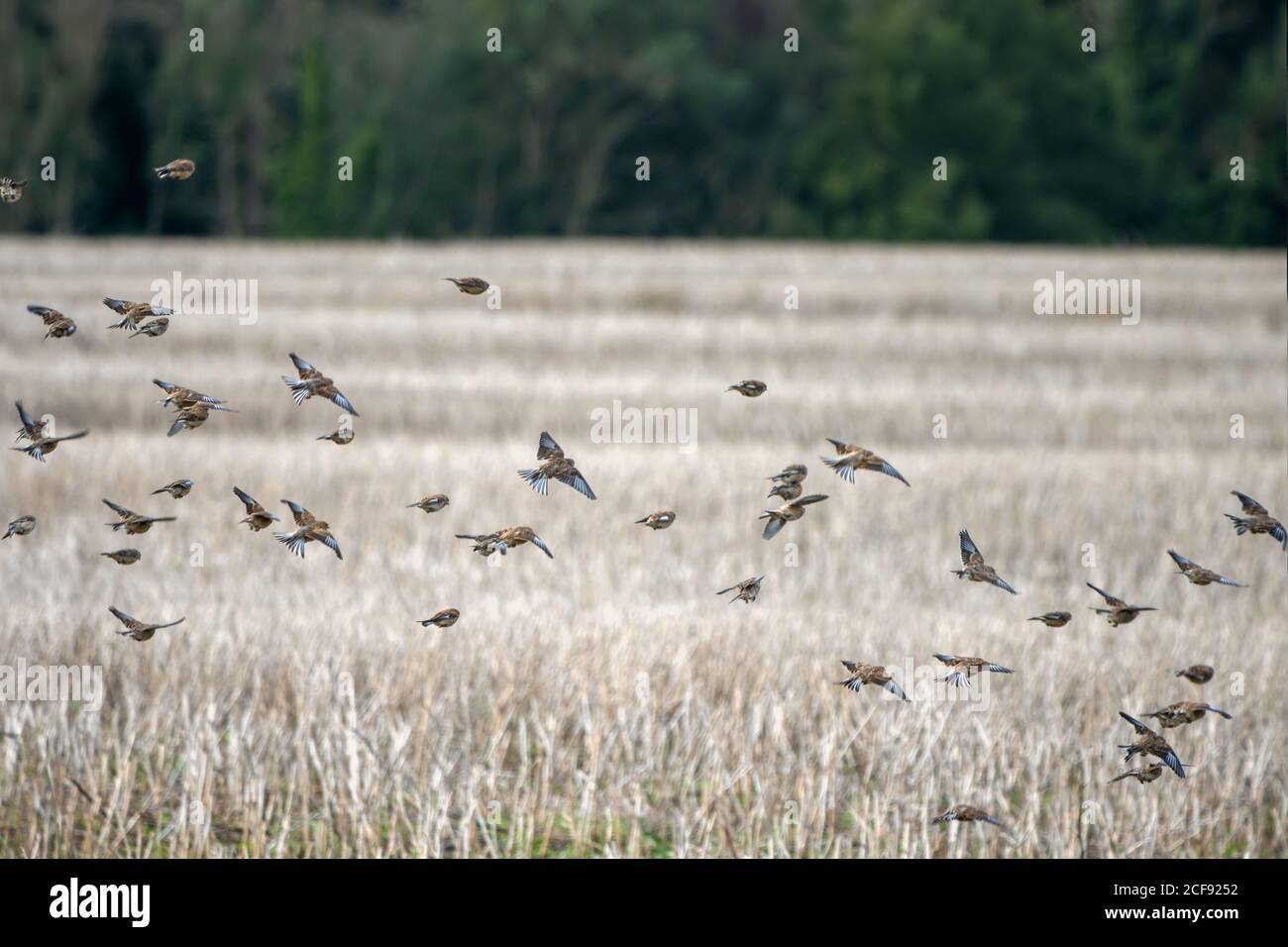 Common Linnets (Linaria cannabina) in flight over a recently harvested ...