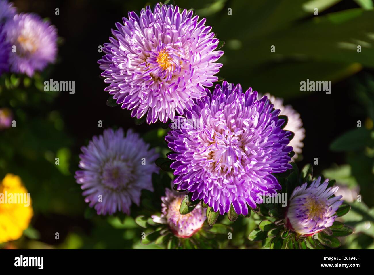 Purple asters close-up in the garden. Autumn flowers on a blurry background. Top view of bright Sunny flowers. Stock Photo