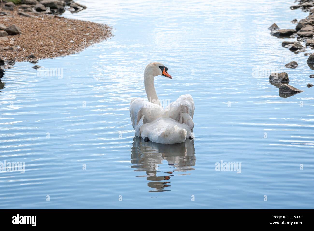 A single mute swans swimming on lake. Cygnus olor Stock Photo - Alamy