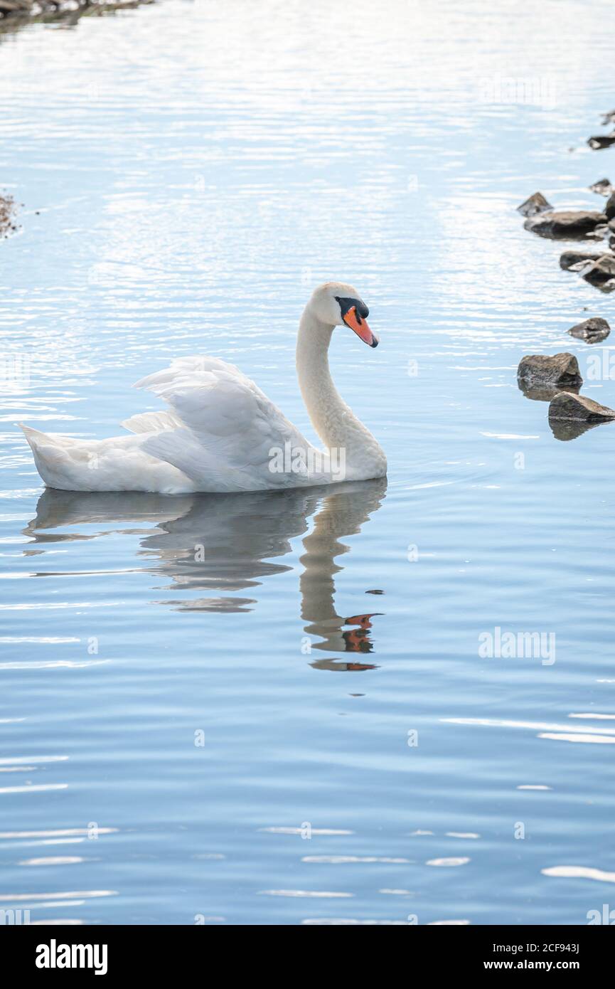 A single mute swans swimming on lake. Cygnus olor Stock Photo - Alamy