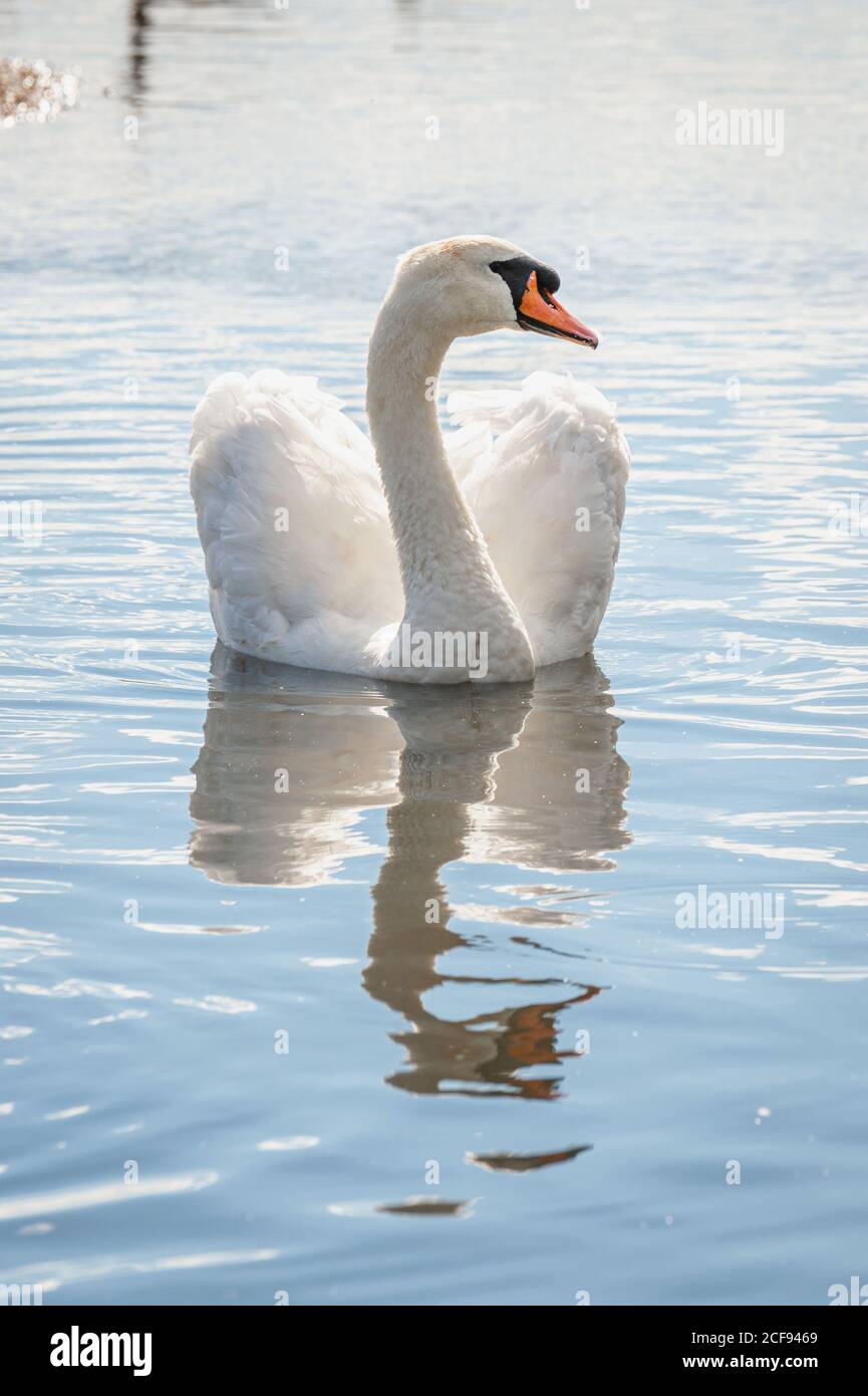 A single mute swans swimming on lake. Cygnus olor Stock Photo - Alamy